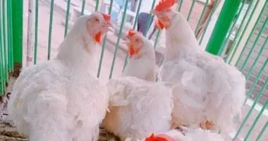 كل ما تريد معرفته عن أسعار الدواجن في كفر الشيخ اليوم