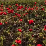 أمانة الحدود الشمالية تبدأ زراعة أكثر من مليون وردة لتعزيز المشهد الحضري